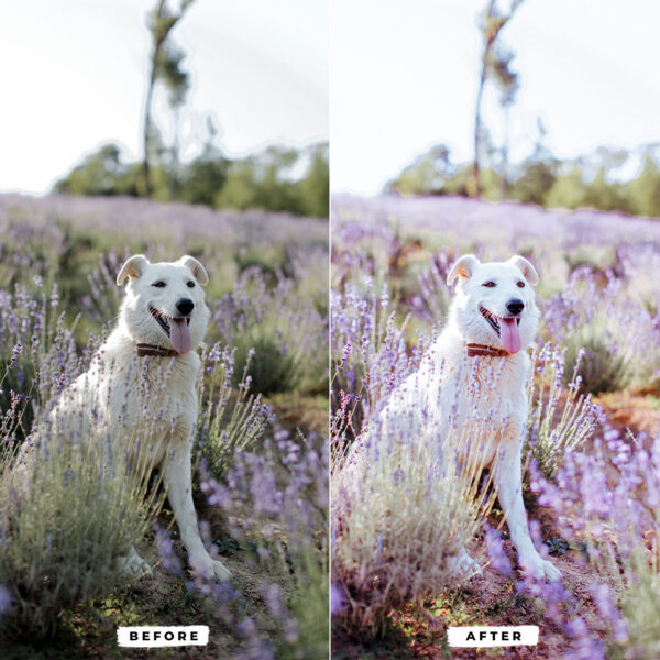 Lilac Lightroom Presets Mobile & Desktop - Image 3