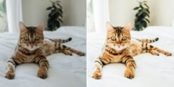Cats Lightroom Presets Pet Cat Blogger Presets Cat Dog Portrait Presets 12 il 570xN.1947837698 pj1n