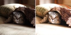 Cats Lightroom Presets Pet Cat Blogger Presets Cat Dog Portrait Presets 15 il 570xN.1947837992 rsmq