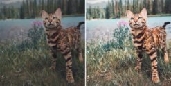 Cats Lightroom Presets Pet Cat Blogger Presets Cat Dog Portrait Presets 13 il 570xN.1995375753 5yq8