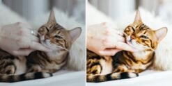 Cats Lightroom Presets Pet Cat Blogger Presets Cat Dog Portrait Presets 14 il 570xN.1995375871 jr25