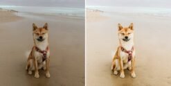 Alternative view of Pet Portrait Lightroom Presets Dog Presets Filters Shiba Inu Lightroom Mobile Presets