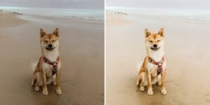 Alternative view of Pet Portrait Lightroom Presets Dog Presets Filters Shiba Inu Lightroom Mobile Presets