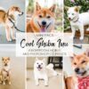 Pet Portrait Lightroom Presets Dog Presets Filters Shiba Inu Lightroom Mobile Presets