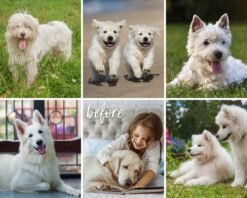 Alternative view of Dog Mobile Presets White Lightroom Presets Puppy Animal Presets Pet Blogger Presets Lightroom Desktop Presets