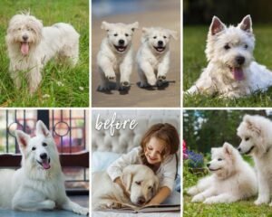 Alternative view of Dog Mobile Presets White Lightroom Presets Puppy Animal Presets Pet Blogger Presets Lightroom Desktop Presets