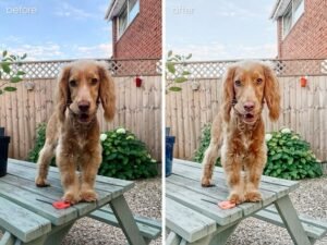 Alternative view of Puppy Dog Lightroom Presets Cat Pet Lightroom Presets Animal Presets