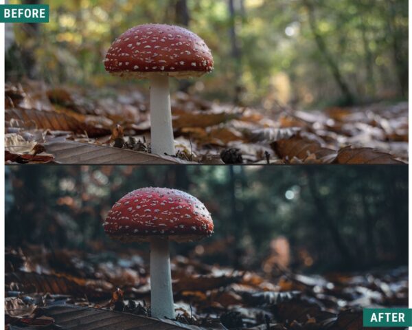 Dark Woods Lightroom Preset Pack Desktop and mobile presets - Image 3