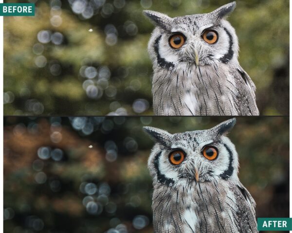 Dark Woods Lightroom Preset Pack Desktop and mobile presets - Image 2