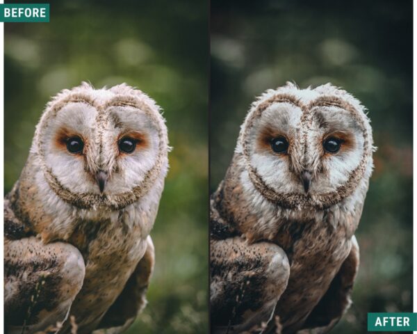 Dark Woods Lightroom Preset Pack Desktop and mobile presets - Image 6