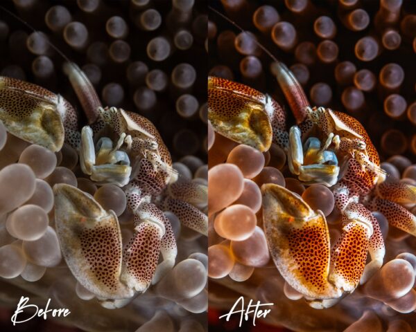 Underwater Lightroom Presets for Mobile and Desktop Diving Snorkeling Filters for Scuba Divers - Image 10